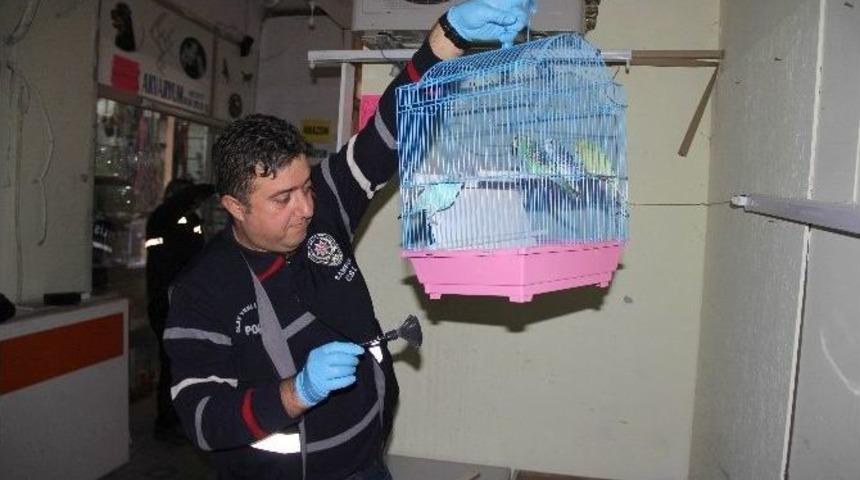 Hırsız Damızlık Kuşları Çaldı