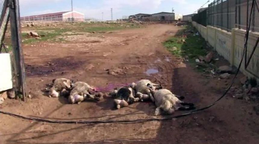 Hayvan Pazarında Elektrik Teli Koptu: 8 Koyun Telef Oldu