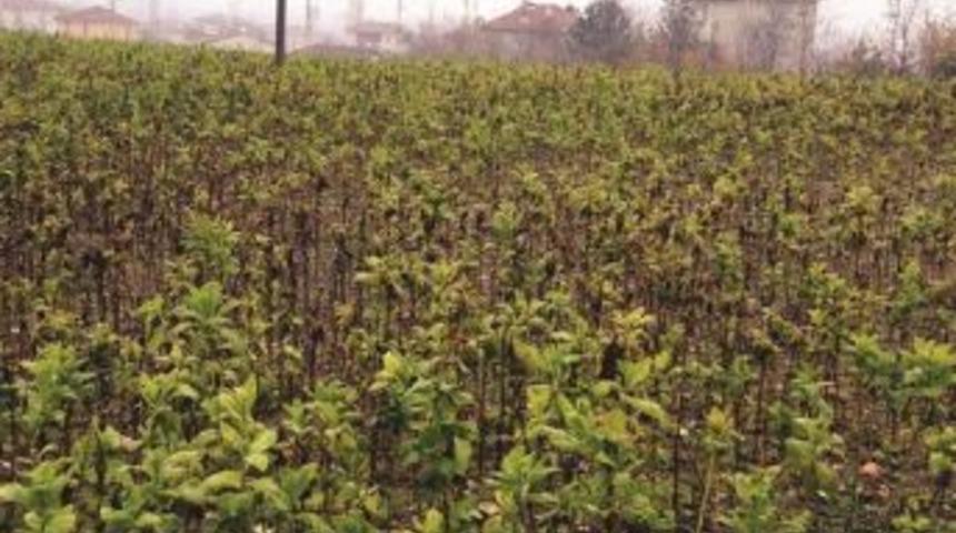 Tobacco Planted On Archaeological Area In Northern Turkey