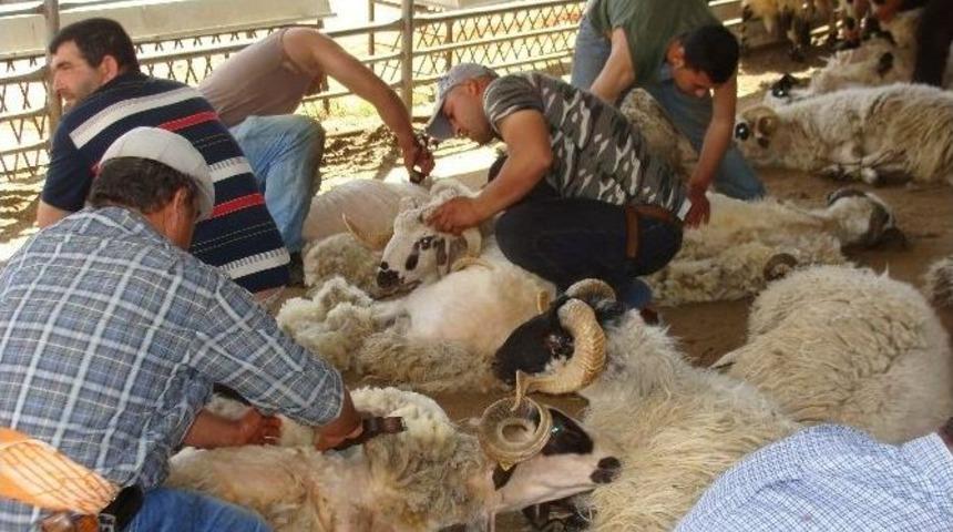 Ad&uuml; Ziraat Fak&uuml;ltesi &Ouml;ğretim &Uuml;yesi Prof. Dr. Karaca&rsquo;dan A&ccedil;ıklama
