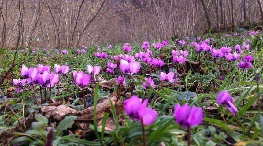 Karadeniz&rsquo;de Bahar Havası