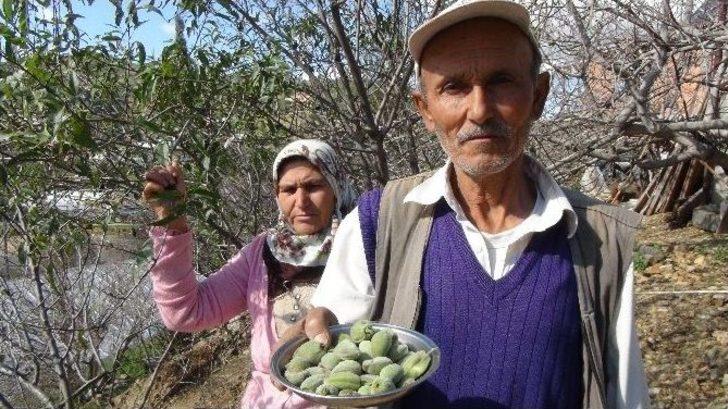 Kış Ortasında "yaz" Meyveleri Şaşırttı G1
