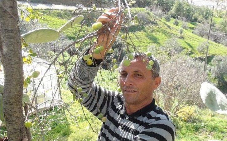 Kış Ortasında "yaz" Meyveleri Şaşırttı G3