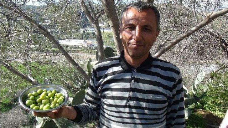 Kış Ortasında "yaz" Meyveleri Şaşırttı G4