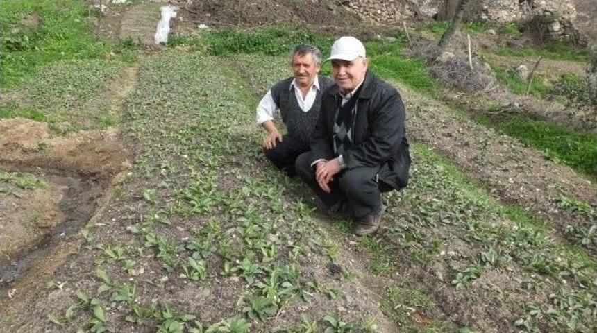 Bigadiç’te Zambak Ekimi Başladı