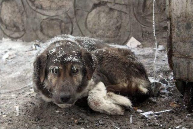 Erzurum un Tekman: -24,5 2