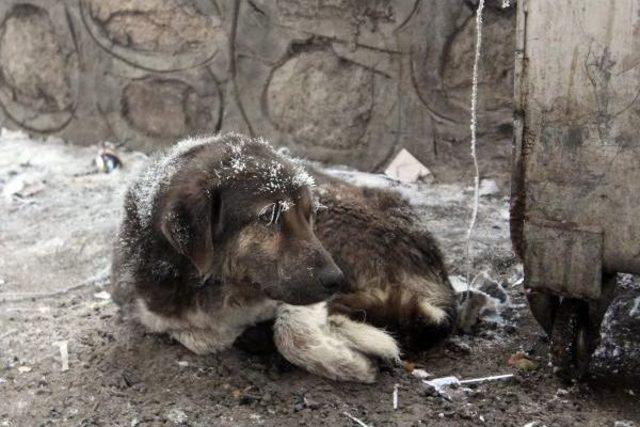 Erzurum un Tekman: -24,5 3