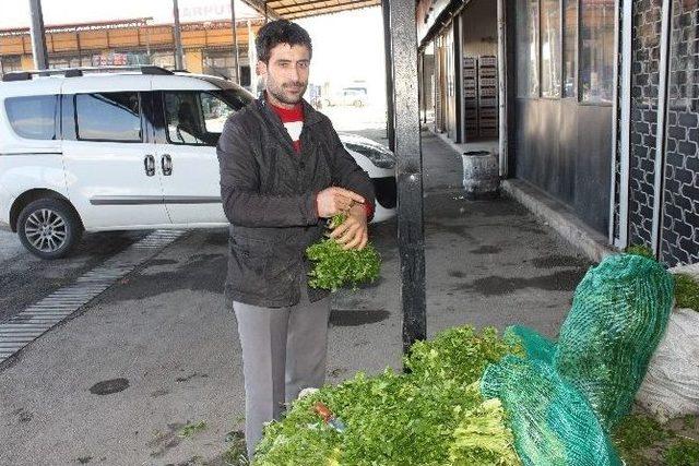 Çukurova’daki Don Felaketi Fiyatları İki Katına Çıkardı