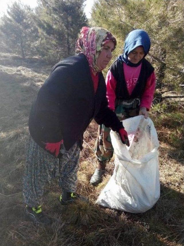 Dazkırı Ve Köylerindeçam Kese Böceğine Karşı Savaş Açıldı