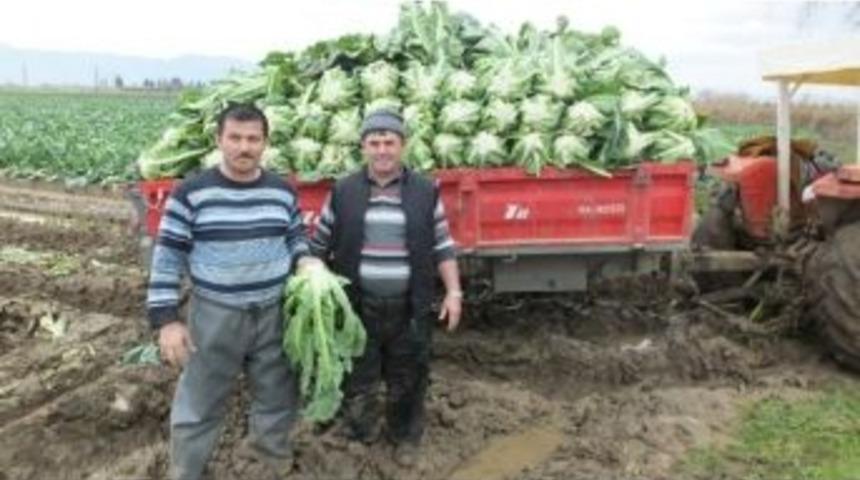 Burhaniye&rsquo;de Karnıbahar &Ccedil;ift&ccedil;iyi Sevindirdi