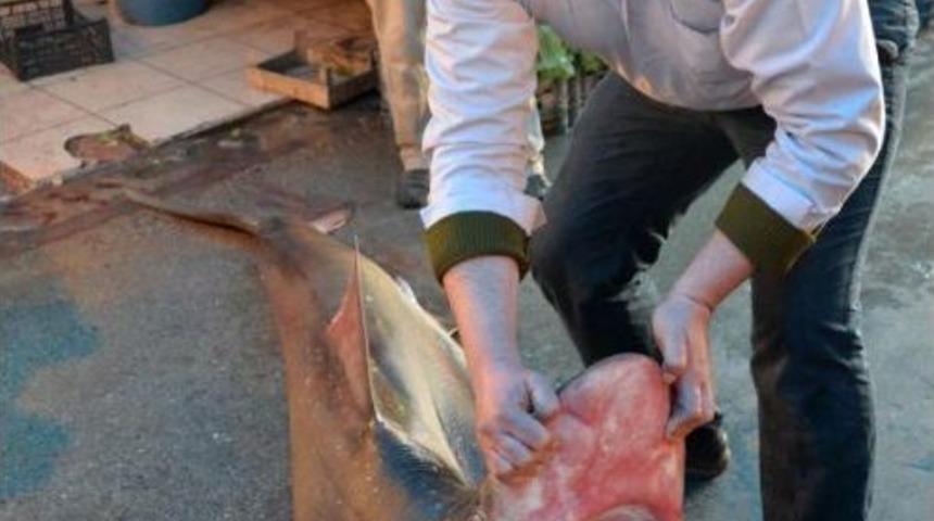 Mersin'de 4 Metrelik K&ouml;pek Balığı Yakalandı