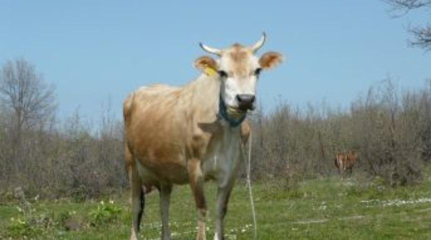 Samsun&rsquo;da 254 Bin Hayvan Tescillendi