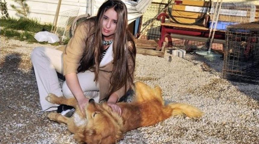 Ke&ccedil;i&ouml;ren&rsquo;de Sokak Hayvanları Artık Sahipsiz Kalmayacak