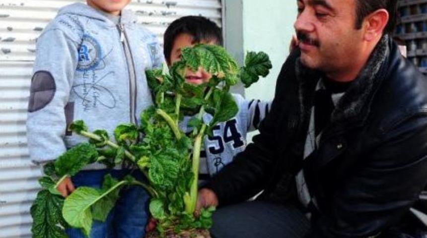 Kadirli'de 10 Kiloluk Turp Şaşırttı