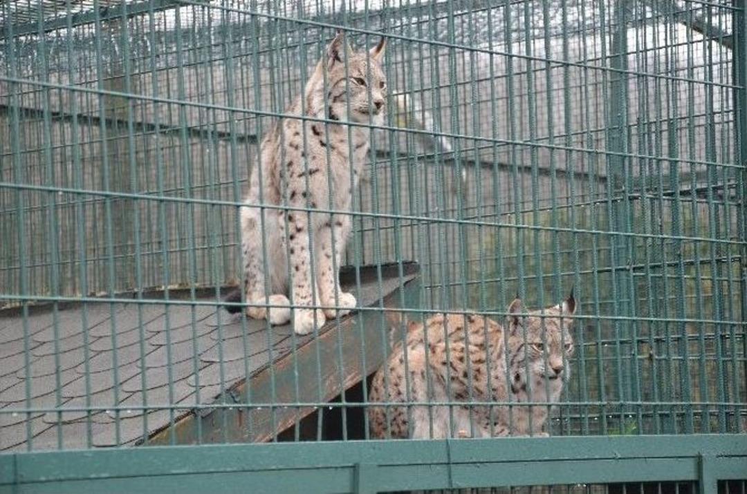 (&ouml;zel Haber) İşadamının &Ccedil;iftliğine Yaban Hayvanı Operasyonu