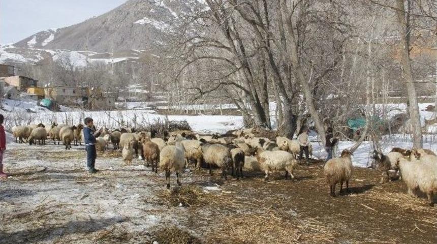 Hakkari&rsquo;de K&uuml;&ccedil;&uuml;kbaş Hayvanların Yavru Atması &Ccedil;ift&ccedil;ileri Perişan Etti