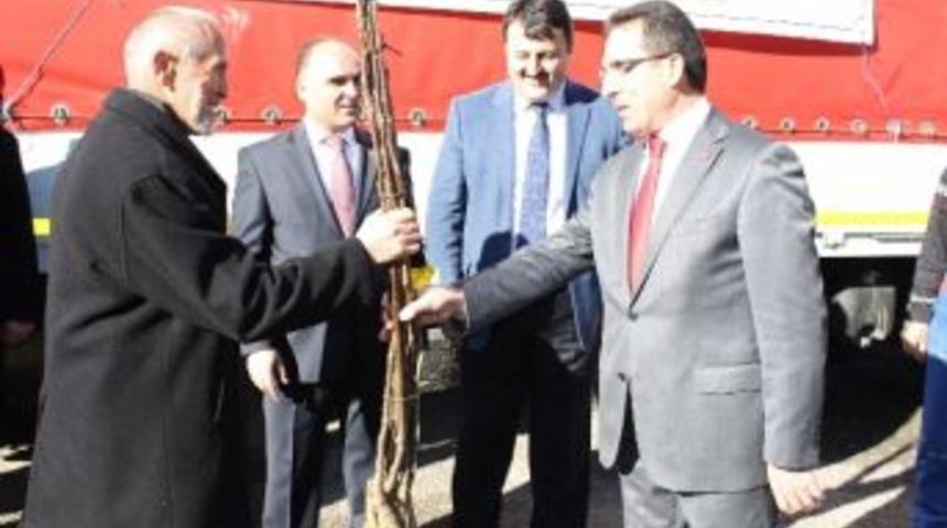 Kastamonu&rsquo;da 18 Bin Ceviz Fidanı Dağıtıldı