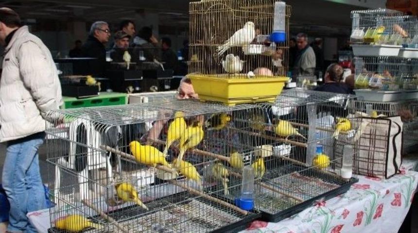 Kanarya Severler Bursa&rsquo;da Buluştu