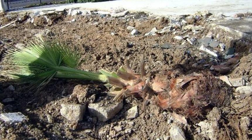 Altınkum&rsquo;da G&uuml;venlik Zaafiyeti İddiası