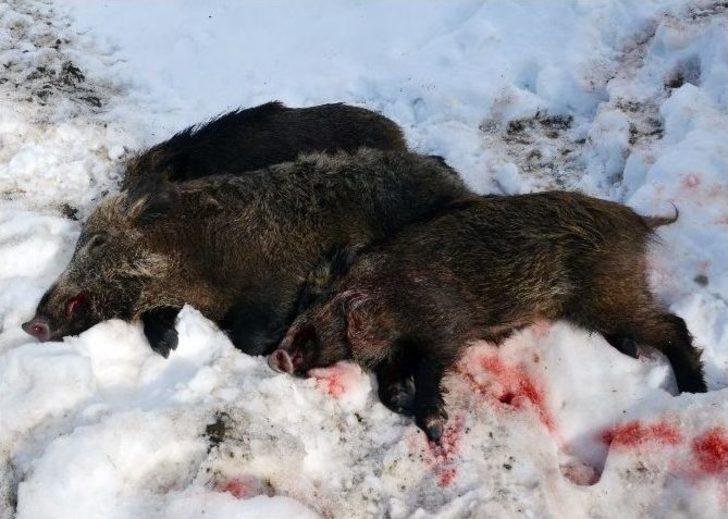 Alman Turistler Tokat’ta 35 Domuz Vurdu G4