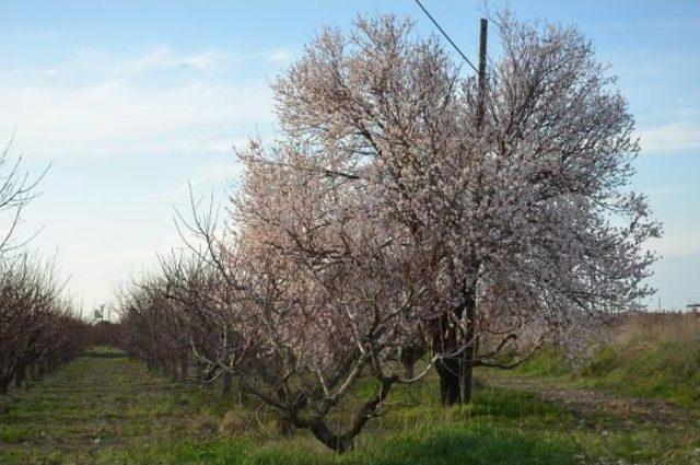 Kuşadası'nda Erken Bahar