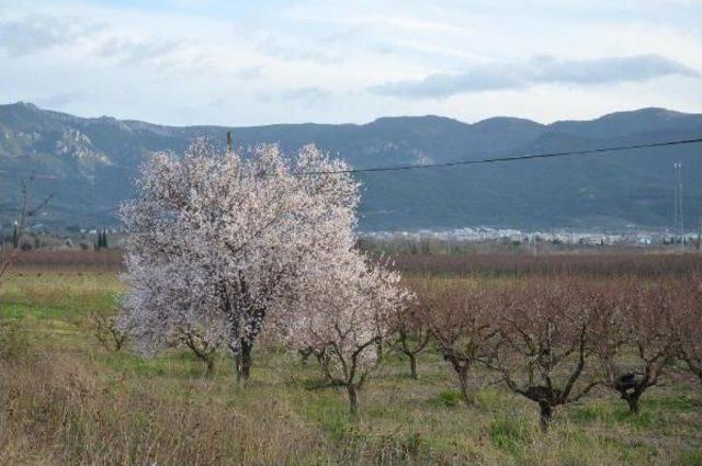 Kuşadası'nda Erken Bahar