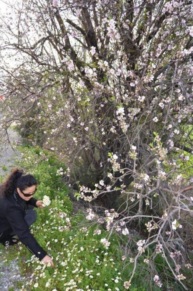 Kuşadası'nda Erken Bahar