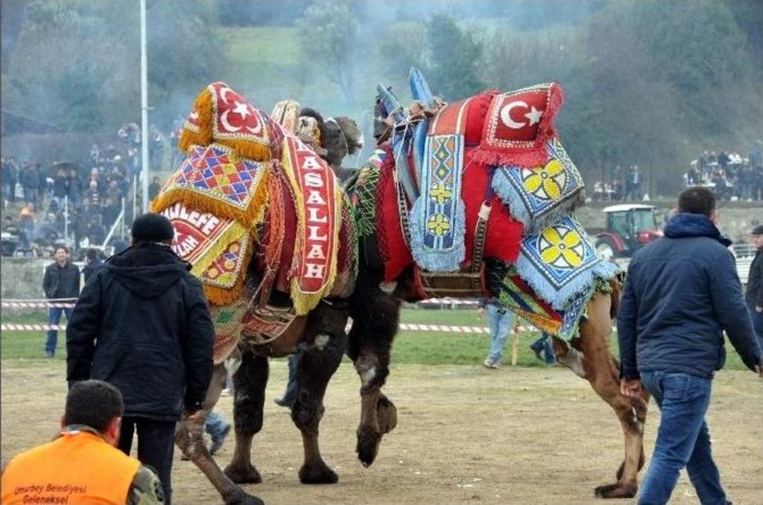 26. Geleneksel Umurbey Deve G&uuml;reşleri Yapıldı