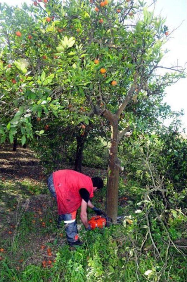 Portakalın Kilosu Bahçede 6 Kuruşa Düştü