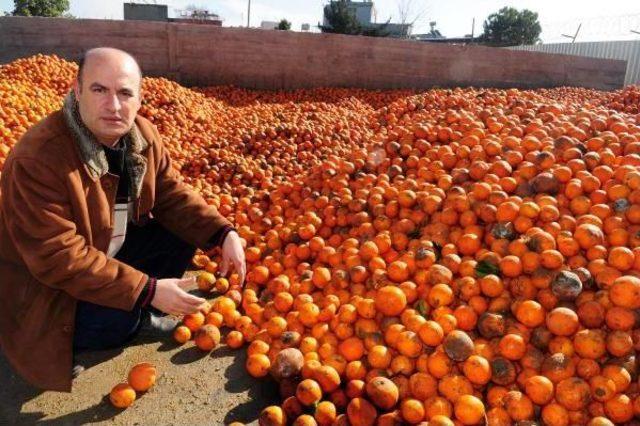 Portakalın Kilosu Bahçede 6 Kuruşa Düştü