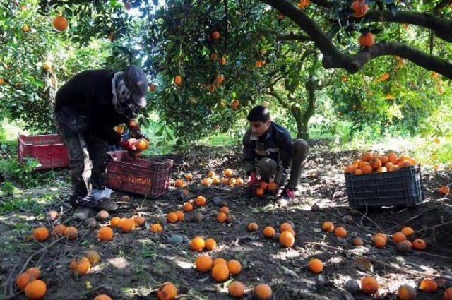 Portakalın Kilosu Bahçede 6 Kuruşa Düştü