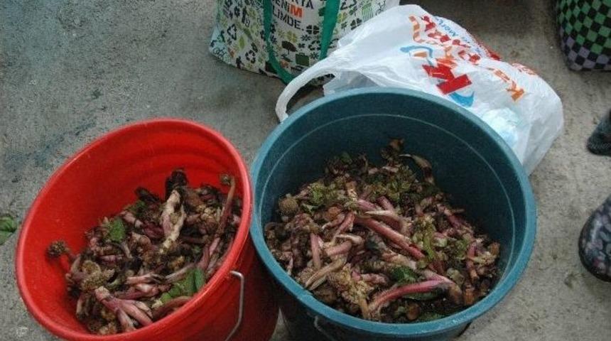 Kış Mevsiminin Vazge&ccedil;ilmezi Ispanak