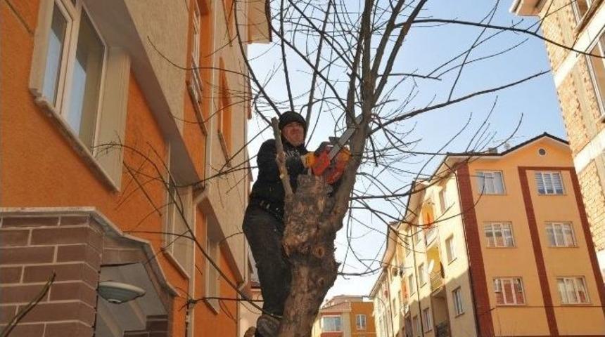 Tepebaşı&rsquo;nda Ağa&ccedil; Budama &Ccedil;alışmaları