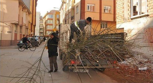 Tepebaşı’nda Ağaç Budama Çalışmaları