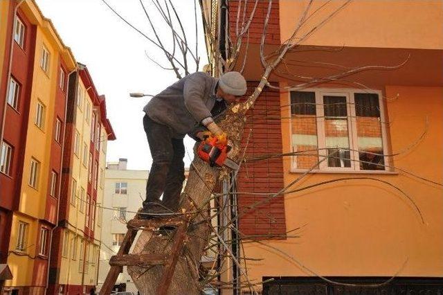 Tepebaşı’nda Ağaç Budama Çalışmaları