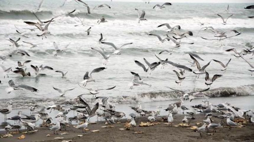 Martıların Ekmek Kavgası