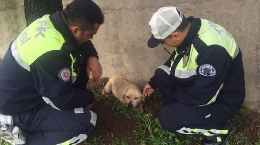 Otomobilin &Ccedil;arptığı  K&ouml;peğe Trafik Polisleri Sahip &Ccedil;ıktı