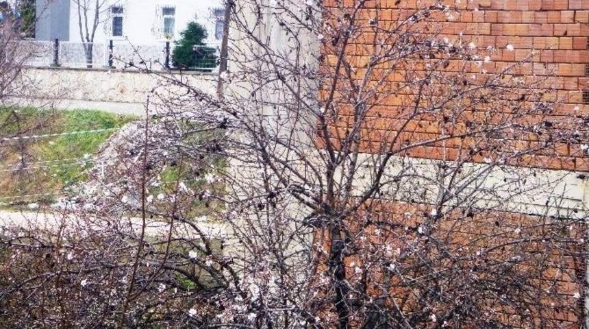 Kışın Ortasında Badem Ve Kayısı Ağa&ccedil;ları &Ccedil;i&ccedil;ek A&ccedil;tı