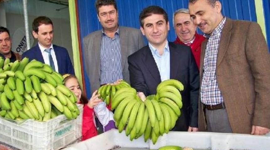 Hatay'da Muz Hasadı Başladı