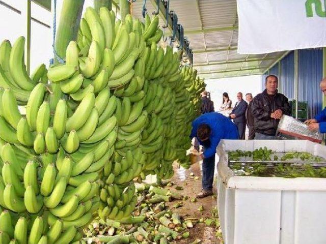 Hatay'da Muz Hasadı Başladı