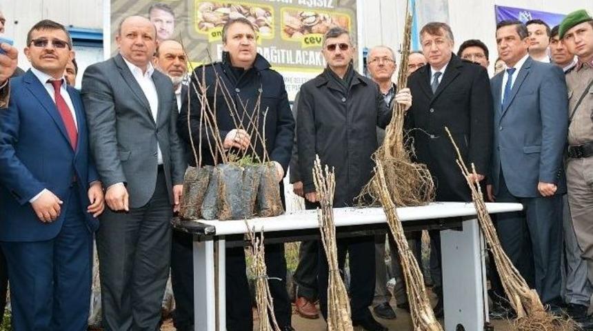 Yunusemre Belediyesi Fidan Dağıtmaya Devam Ediyor