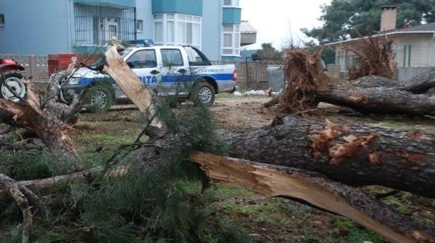 İzinsiz Ağa&ccedil; Katliamı Durduruldu