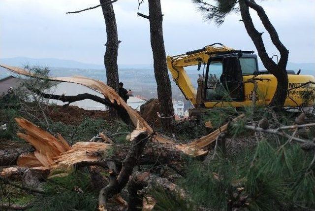 İzinsiz Ağaç Katliamı Durduruldu