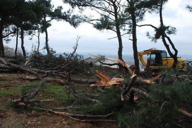 İzinsiz Ağaç Katliamı Durduruldu