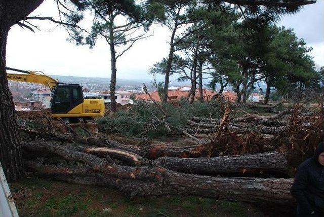 İzinsiz Ağaç Katliamı Durduruldu