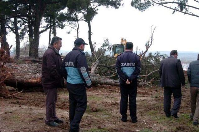 Heyelan Çalışması Sırasında Ağaçları Söktüler