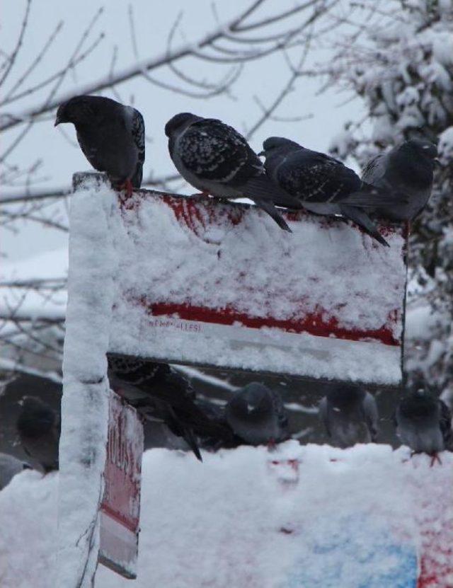 Çamlıca'da Kar Manzarası