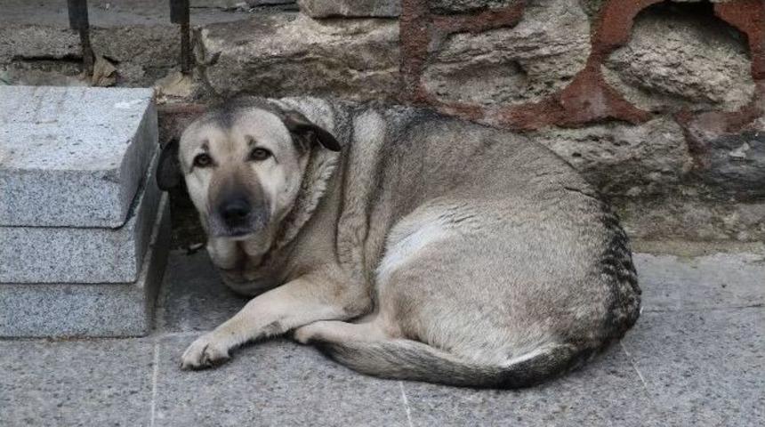 Ey&uuml;p Belediyesi Sokak Hayvanlarına Sahip &Ccedil;ıkıyor