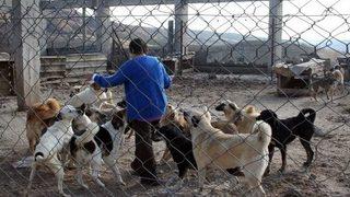 Fabrikasında 120 Köpeğe Bakıyor