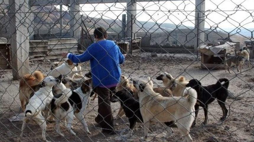Fabrikasında 120 Köpeğe Bakıyor